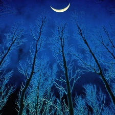 Night, viewes, moon, trees