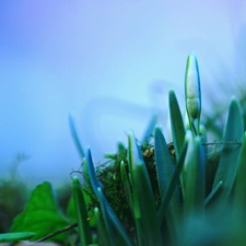 Moss, Snowdrop, bud