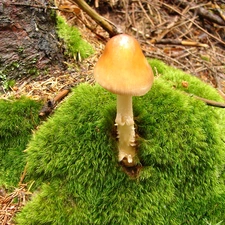 mushroom, Moss