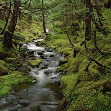 stream, Forest, Moss, ##