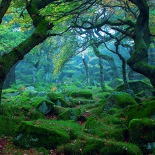 trees, Stones, Moss, viewes