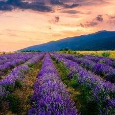 trees, lavender, clouds, Mountains, Field, viewes, Sunrise
