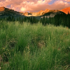 grass, Mountains