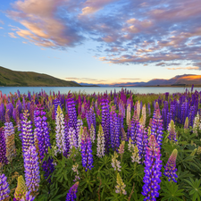 lupine, car in the meadow, clouds, Flowers, Tekapo Lake, Mountains, New Zeland