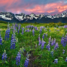 Meadow, lupine, Mountains, Flowers
