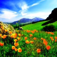 Mountains, papavers, Meadow