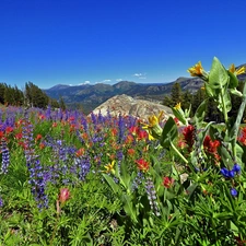 Mountains, Meadow, California, Flowers, Sierra Nevada