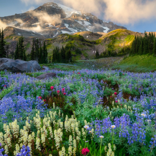 Washington State, The United States, Cascade Mountains, Mount Rainier National Park, trees, viewes, lupine, Fog, Meadow