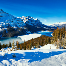 Banff National Park, Mountains Canadian Rockies, Canada, woods, viewes, Peyto Lake, winter, trees