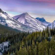 Snowy, Spruces, forest, Mountains