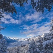 Snowy, Spruces, winter, Mountains