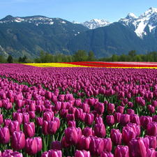 Mountains, cultivation, tulips
