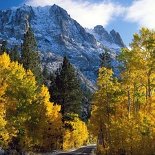 Way, Snowy, Mountains, forest