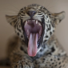 small, open, mouth, Leopards