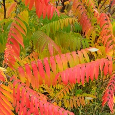 Leaf, Acetic Sumac, Multicoloured