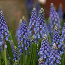 Muscari