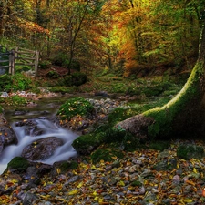 forest, trees, mushroom, stream