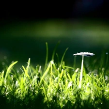 grass, mushroom