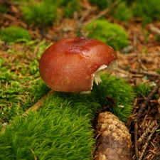 mushroom, cones, Moss