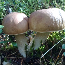 double, Real mushroom