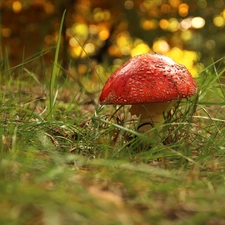 Red, grass, Mushrooms, toadstool