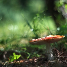Mushrooms, toadstool, Red