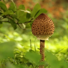 young, owl, Mushrooms, kite