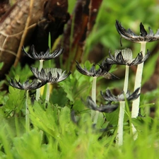 mushrooms