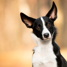 dog, Border Collie, muzzle, White and Black