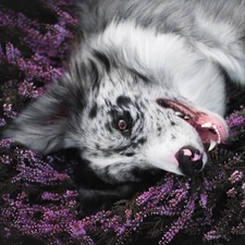 dog, muzzle, heather, Border Collie