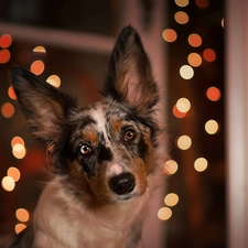 dog, muzzle, lights, Border Collie