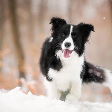 dog, muzzle, snow, Border Collie