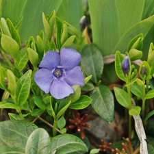 myrtle, Blue, Flowers