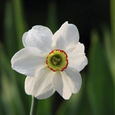 White, narcissus