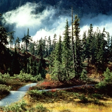 Narrow, green ones, Clouds, Sky, Path, Conifers