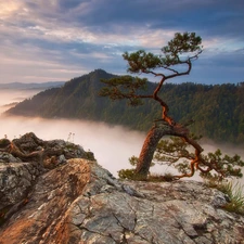 Rocks, Fog, Poland, Sokolica Peak, Pieniny National Park, Mountains, pine, Pieniny