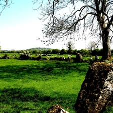 Ireland, nature, nature, Meadow