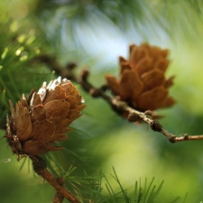 needle, cones, larch