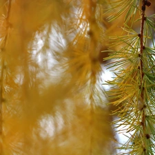 larch, Yellow, needle, twig