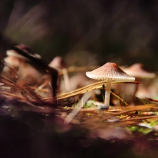 mushroom, needles
