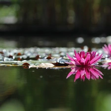 Pink, Water lilies, Nenufary