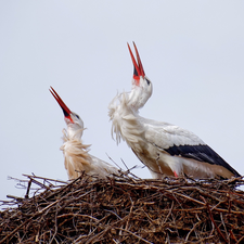 birds, nest, branch pics, Storks
