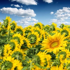 Nice sunflowers, clouds