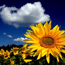 Nice sunflowers, clouds