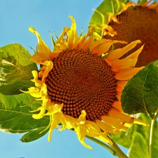 Nice sunflowers, Flowers Sunflower