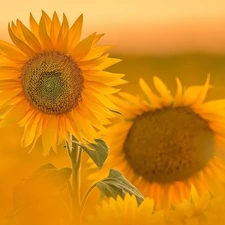 Two cars, Yellow, Nice sunflowers, Flowers