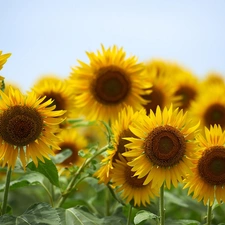 Nice sunflowers, ornamental
