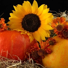 Nice sunflowers, pumpkin