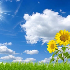Sky, grass, Nice sunflowers, sun