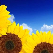 Nice sunflowers, Sky